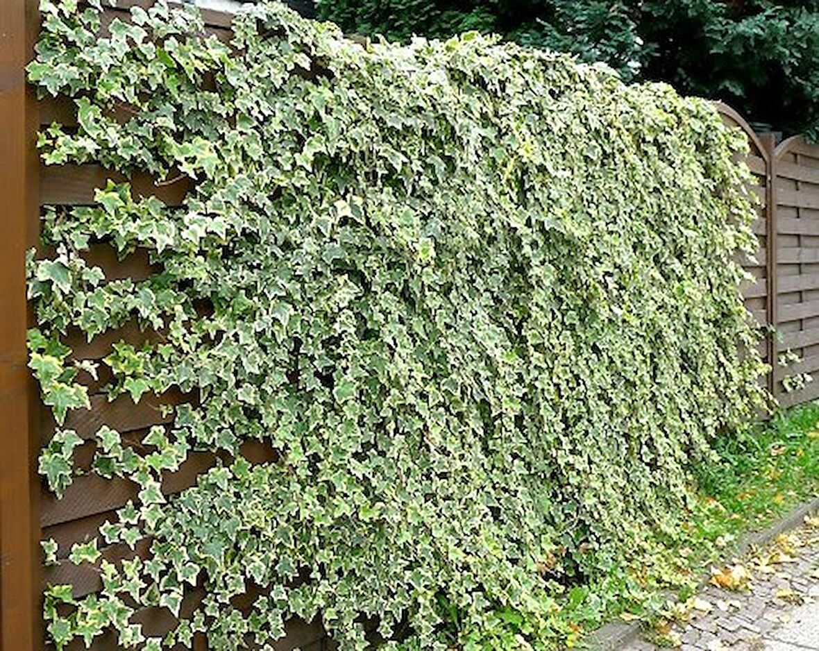 HEDERA SARMAŞIK 10 ADET - 1.5 + METRE SARILICI BİTKİ