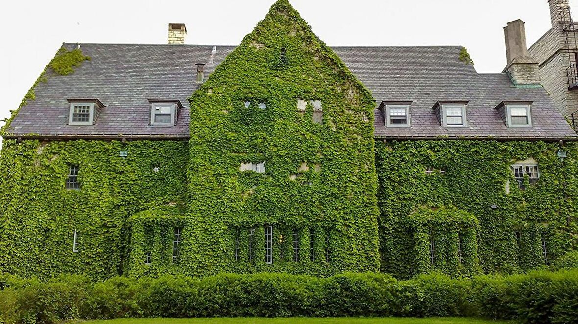 HEDERA SARMAŞIK - 1.5 + METRE SARILICI BİTKİ