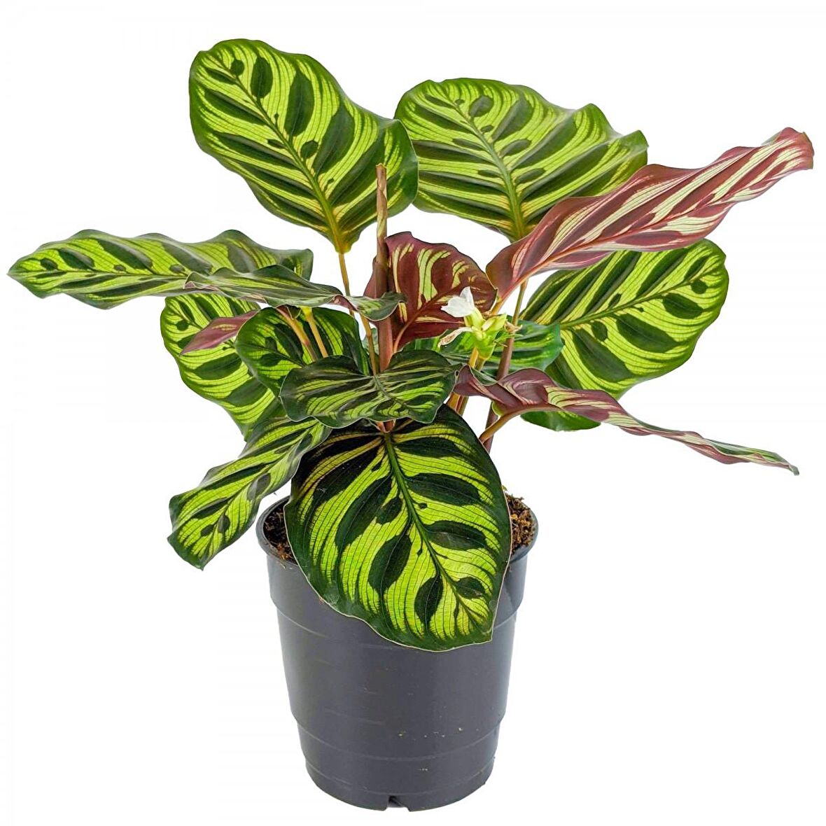 DUA ÇİÇEĞİ CALATHEA MAKOYANA  - HEDİYELİK