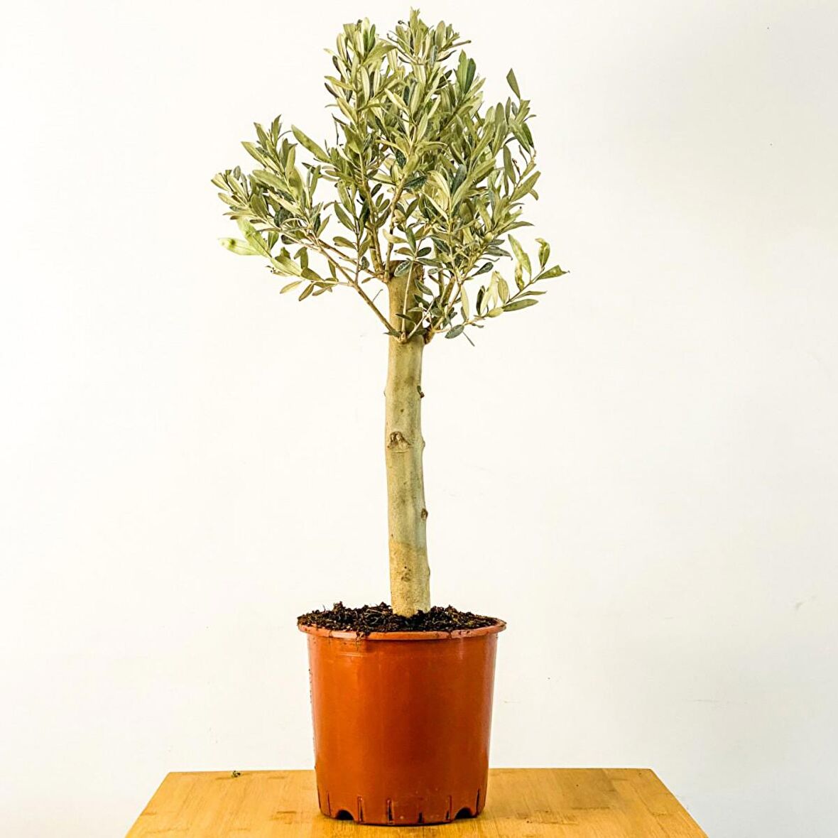 BONSAİ ZEYTİN 5 ADET - HEDİYELİK SALON OFİS BİTKİSİ