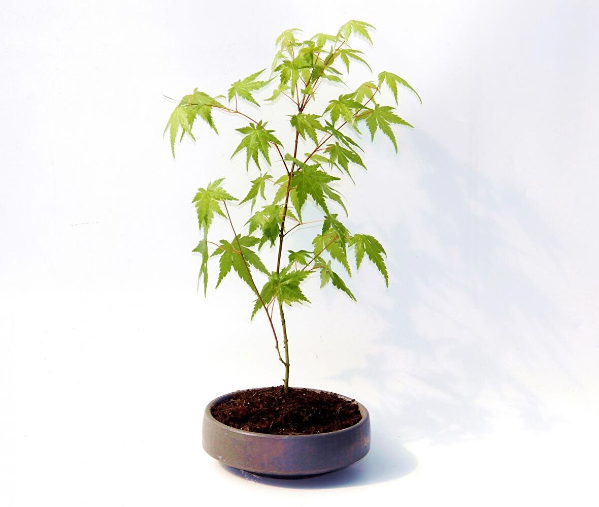 BONSAİ JAPON AKÇAAĞACI 2 ADET - GREY SERİSİ HEDİYELİK