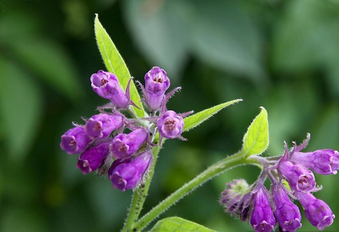 KARAKAFES OTU FİDESİ 5 ADET - Symphytum Officinale