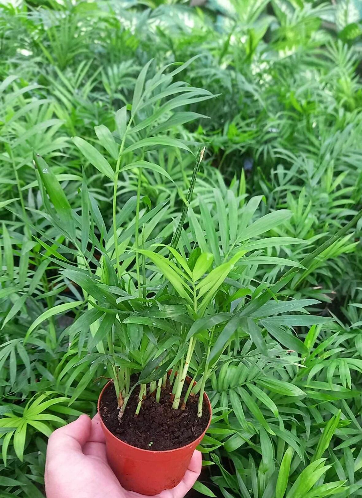 AREKA PALMİYESİ 20-25 cm - HEDİYELİK SALON OFİS BİTKİSİ