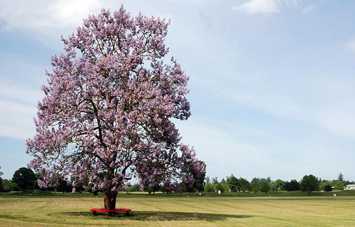 PAVLONYA AĞACI FİDANI - Paulownia Tementosa 30-50 cm