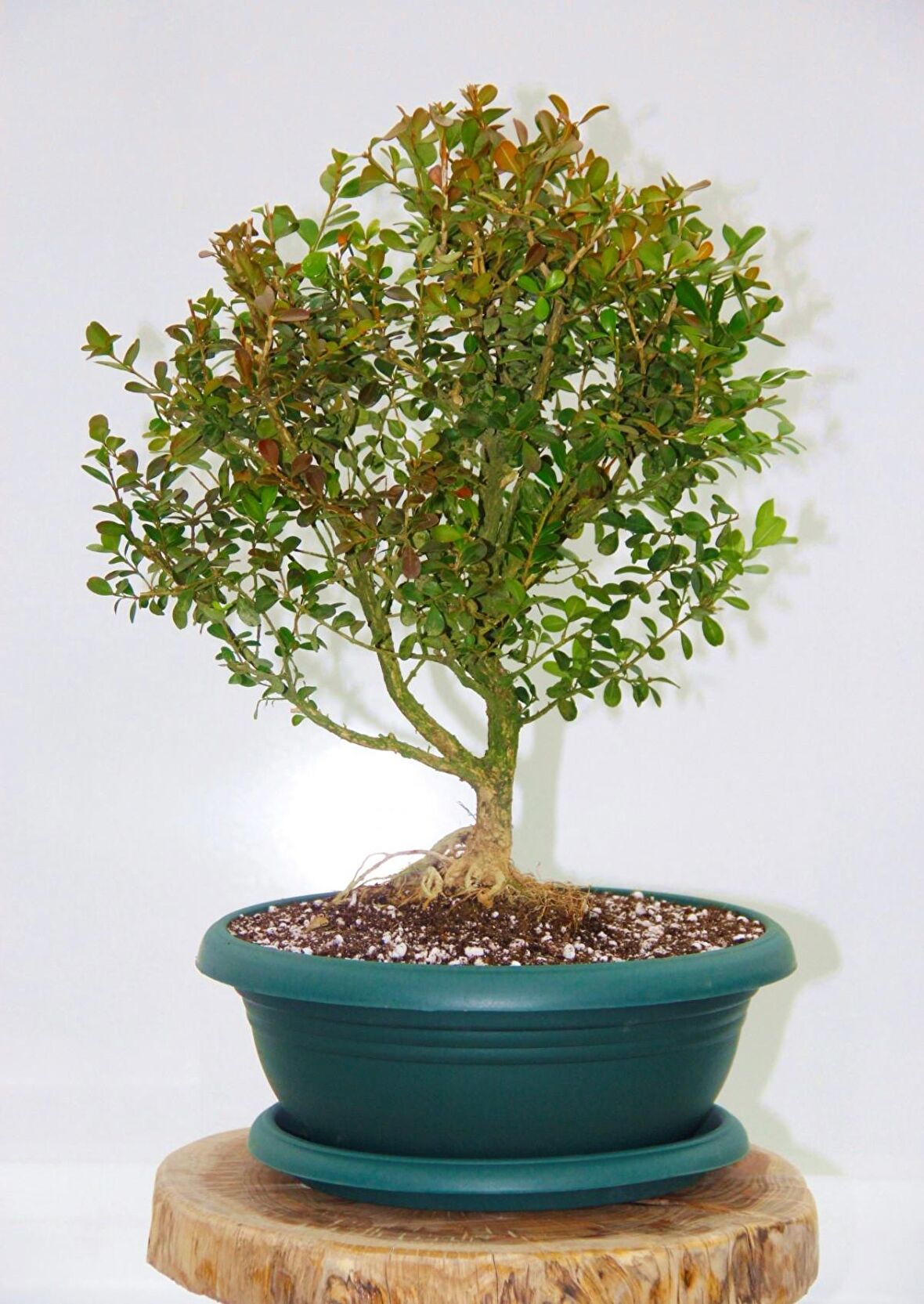 BONSAİ BUXUS - 7 YAŞINDA HEDİYELİK BONSAİ