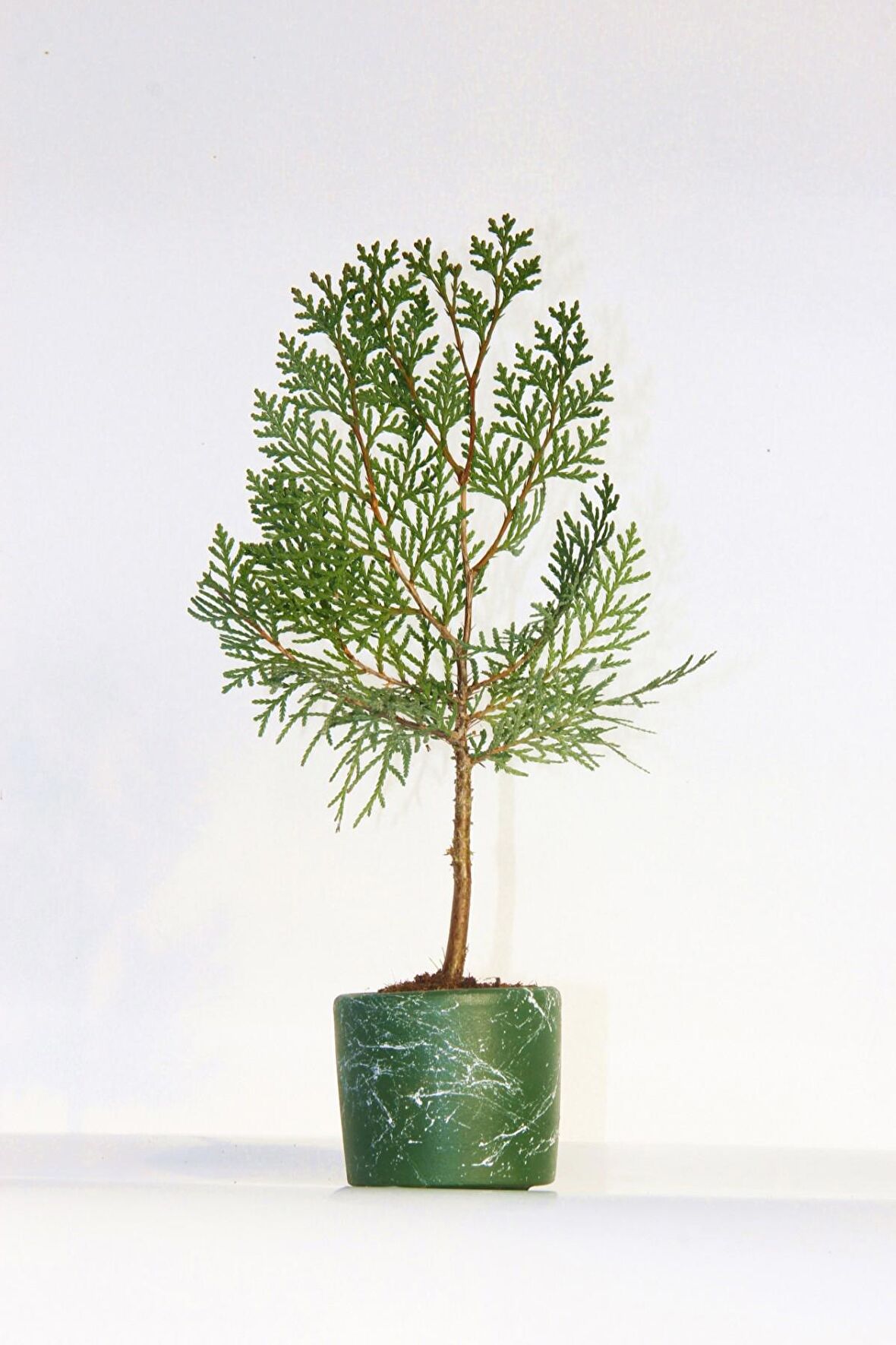 BONSAİ THUJA ORİENTALİS 2 ADET - HEDİYELİK BONSAİ (Yeşil Saksı)