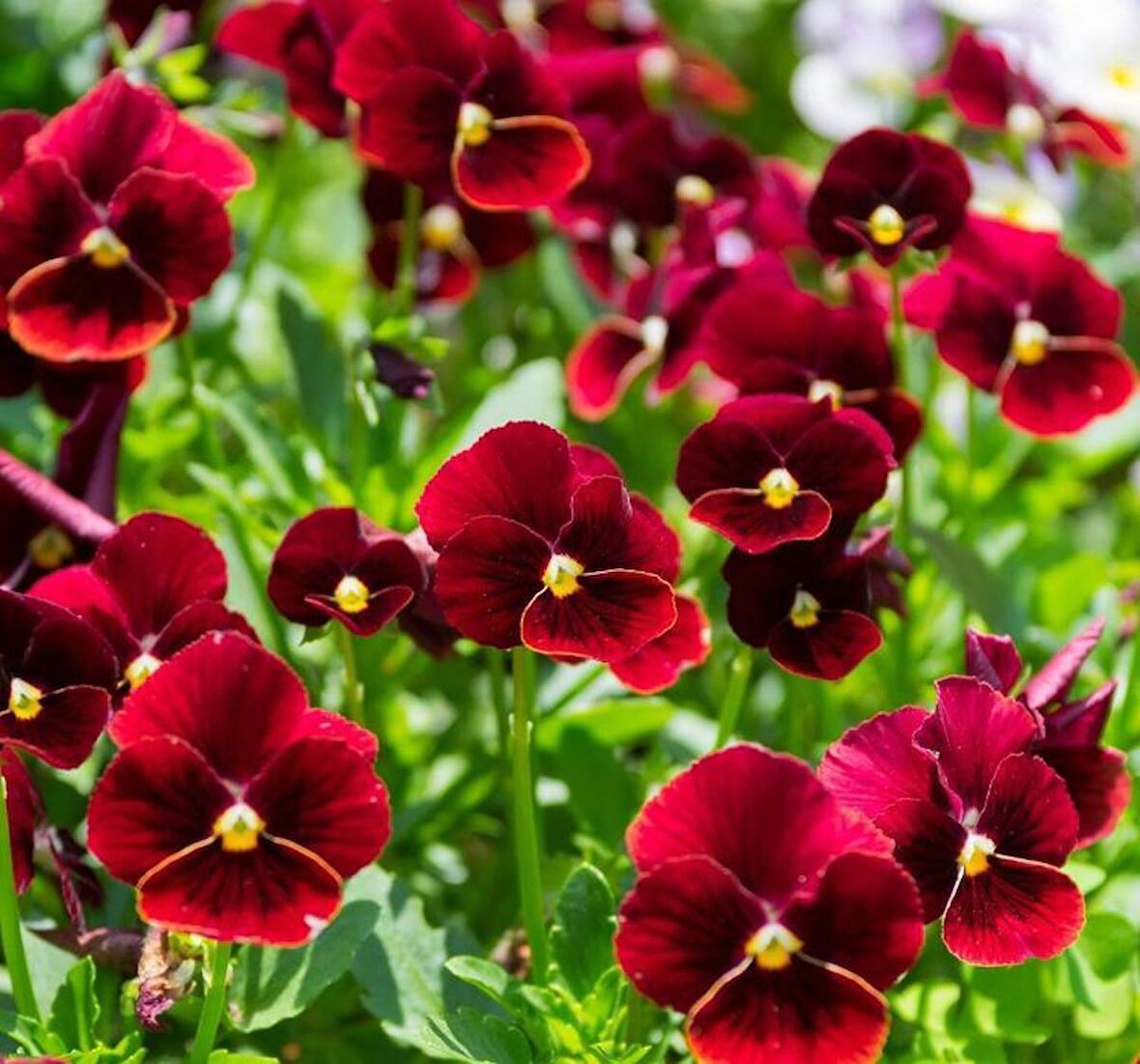 HERCAİ MENEKŞE KIRMIZI 45 ADET - MEVSİMLİK ÇİÇEK