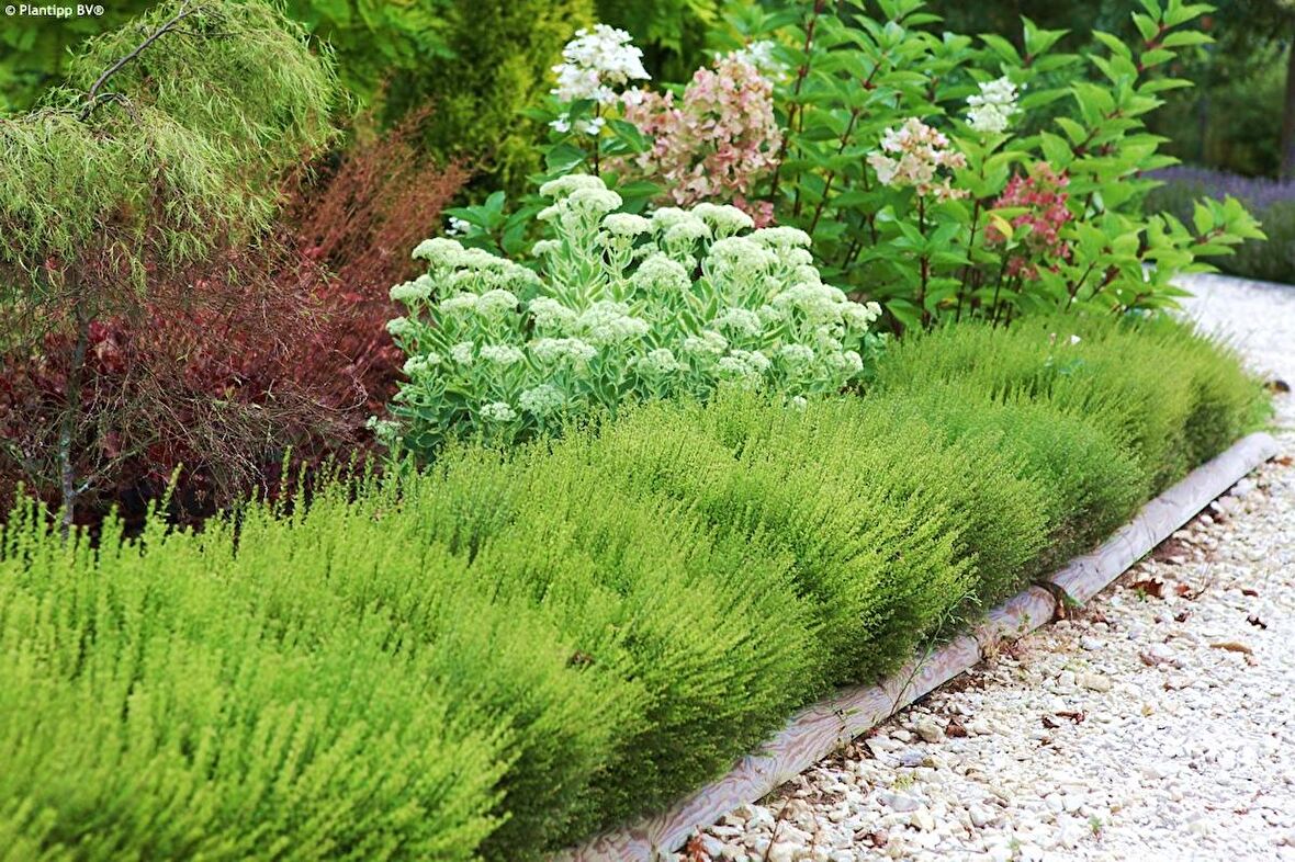 HANIMELİ ÇİT BİTKİSİ 3 ADET 'Lonicera Nitida'