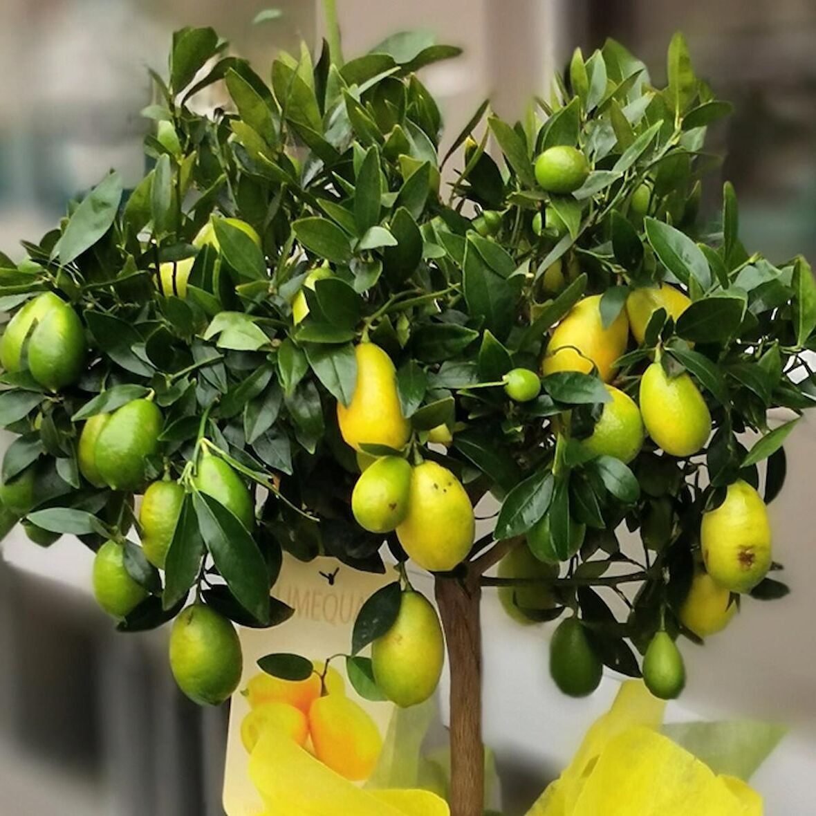 LİME MİSKET LİMON FİDANI 3 ADET - Limequat