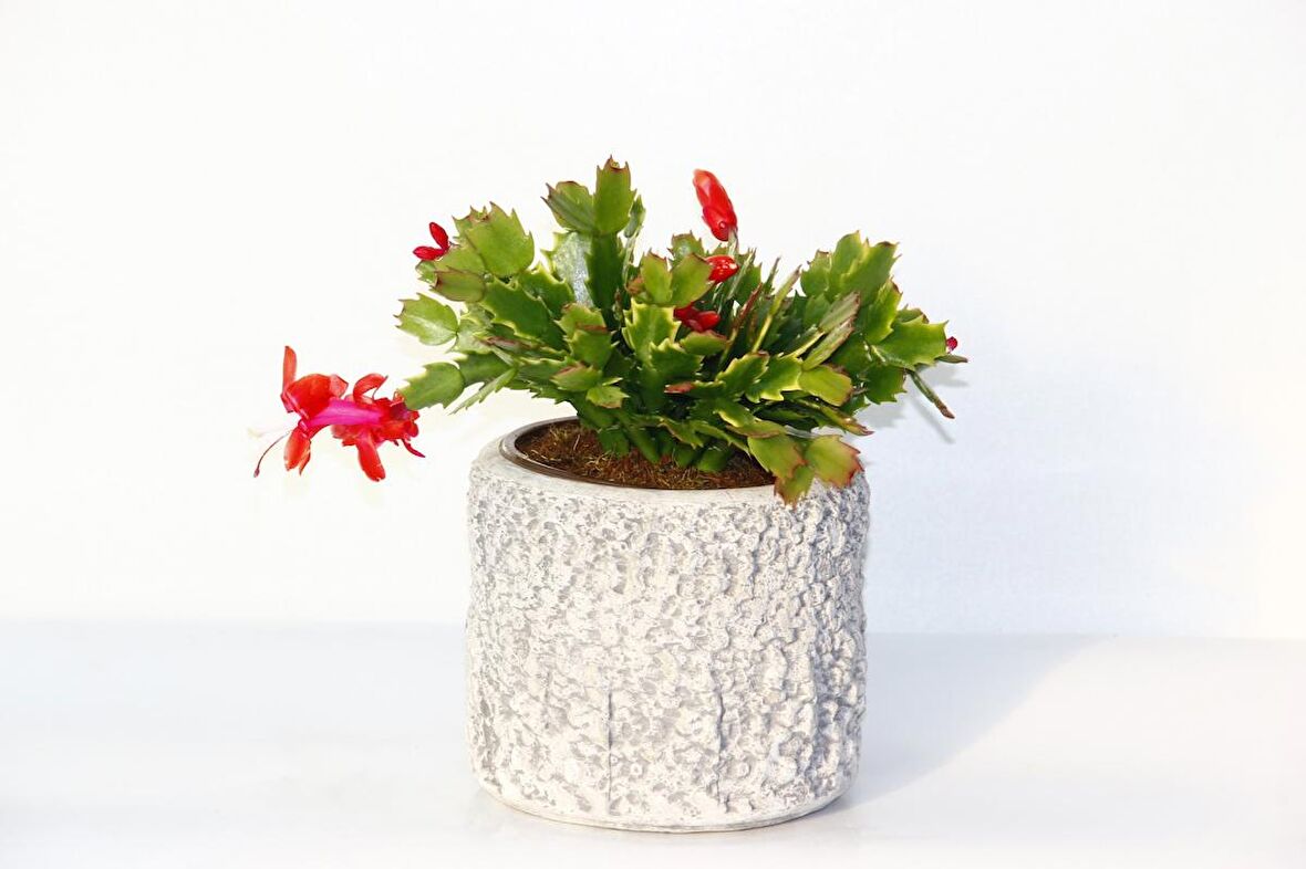 YILBAŞI ÇİÇEĞİ - HEDİYELİK STONE SERİSİ Schlumbergera