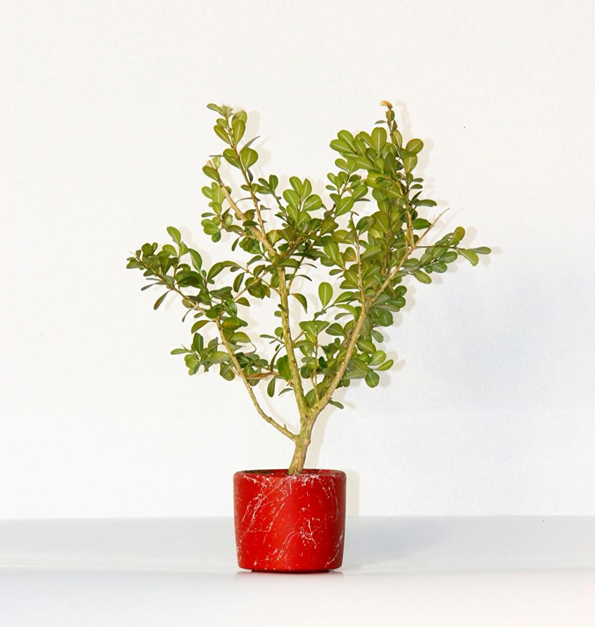 BONSAİ BUXUS 3 ADET - HEDİYELİK BONSAİ (Kırmızı Saksı)