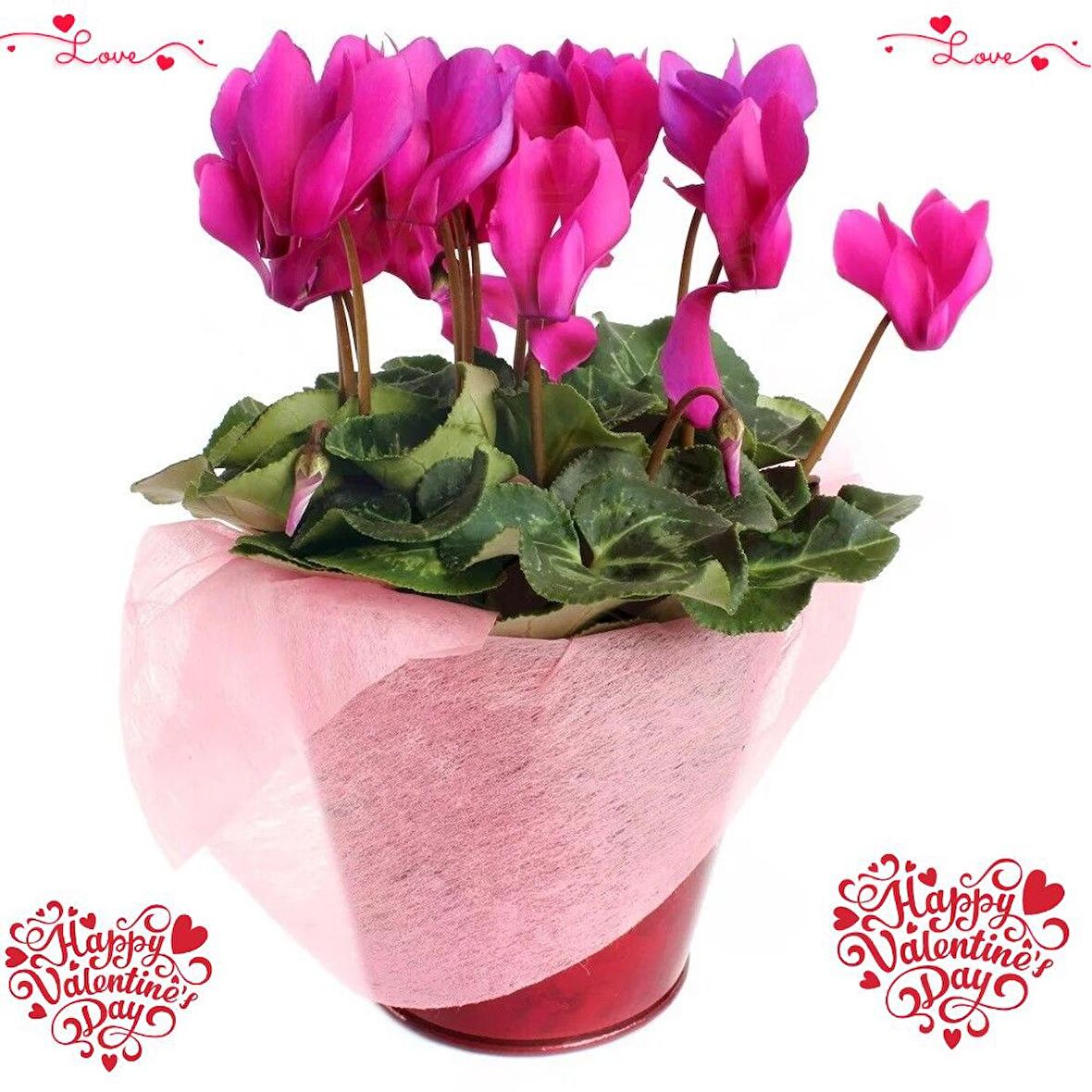 SEVGİLİLER GÜNÜ ÇİÇEĞİ PEMBE SİKLAMEN