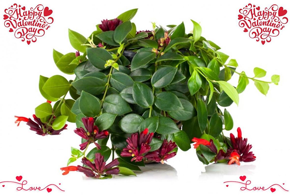 SEVGİLİLER GÜNÜ İÇİN HEDİYELİK RUJ ÇİÇEĞİ - Askılı Saksıda