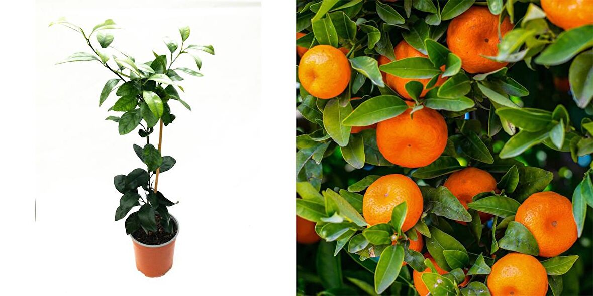 MANDALİNA FİDANI (Satsuma) 2 ADET - 3 YAŞ AŞILI ve TÜPLÜ 100-150 cm