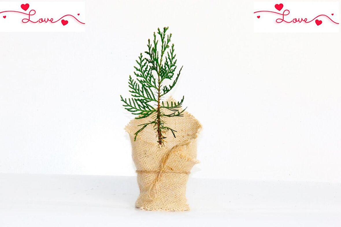 NİKAH ÇAMI 50 ADET - ÖZEL GÜN FİDANI (Mazı-Thuja Orientalis)