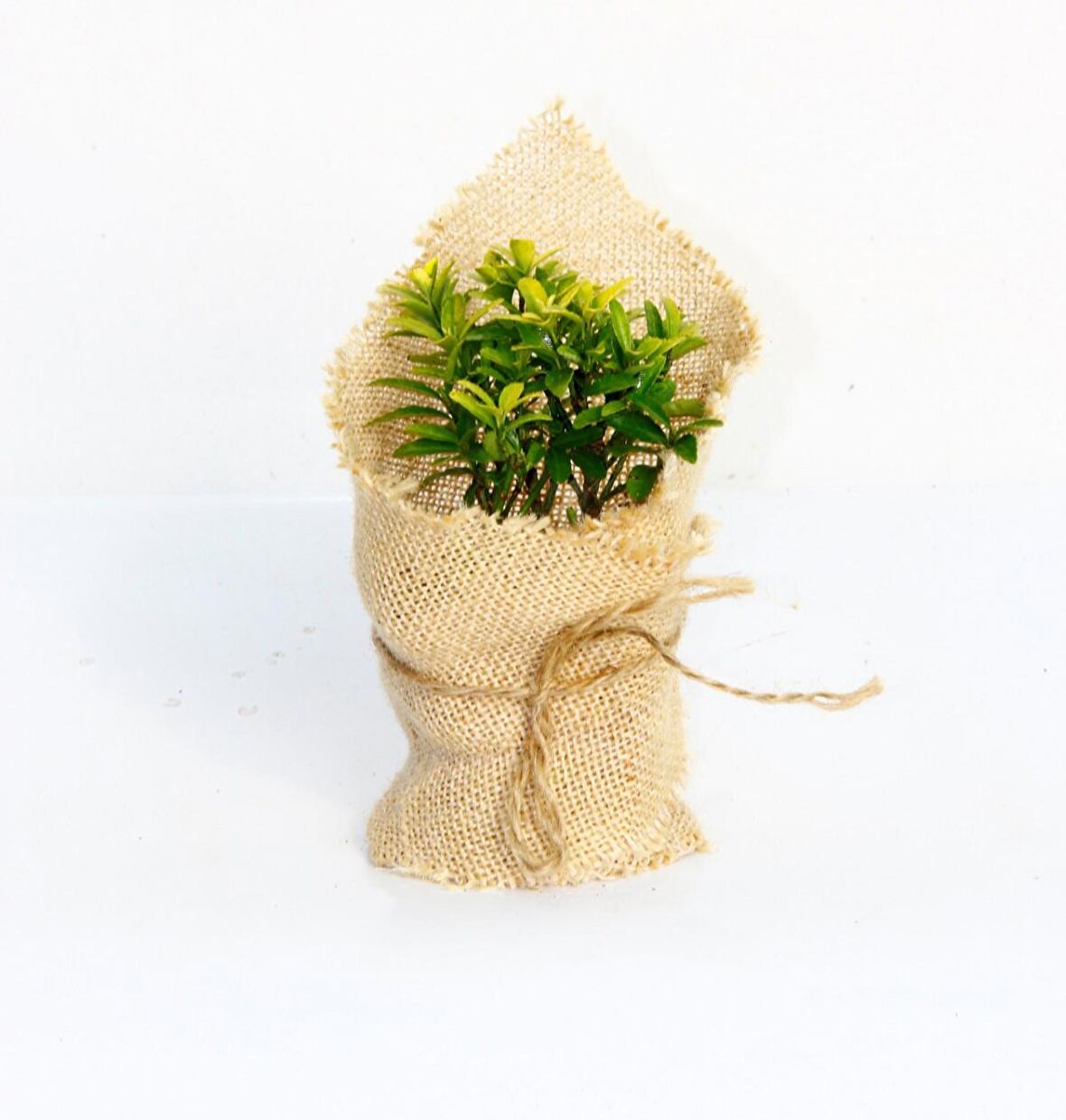 NİKAH FİDANI 100 ADET - ÖZEL GÜN FİDANI (Taflan - Microphyllus Aurea)