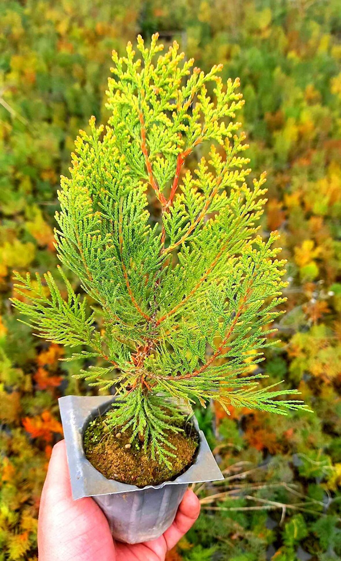 ALTUNİ MAZI FİDANI 100 ADET 20-30 cm - SARI ÇİT BİTKİSİ