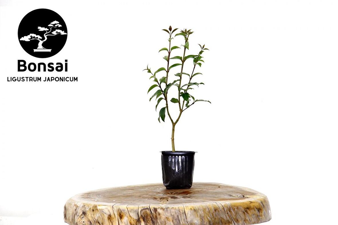 BONSAİ LİGUSTRUM JAPONİCUM - HEDİYELİK 25-30 cm