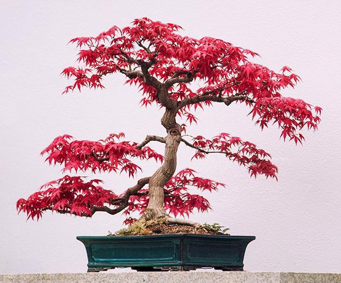 KIRMIZI JAPON AKÇAAĞACI TOHUMU 50 ADET ( Acer Palmatum )