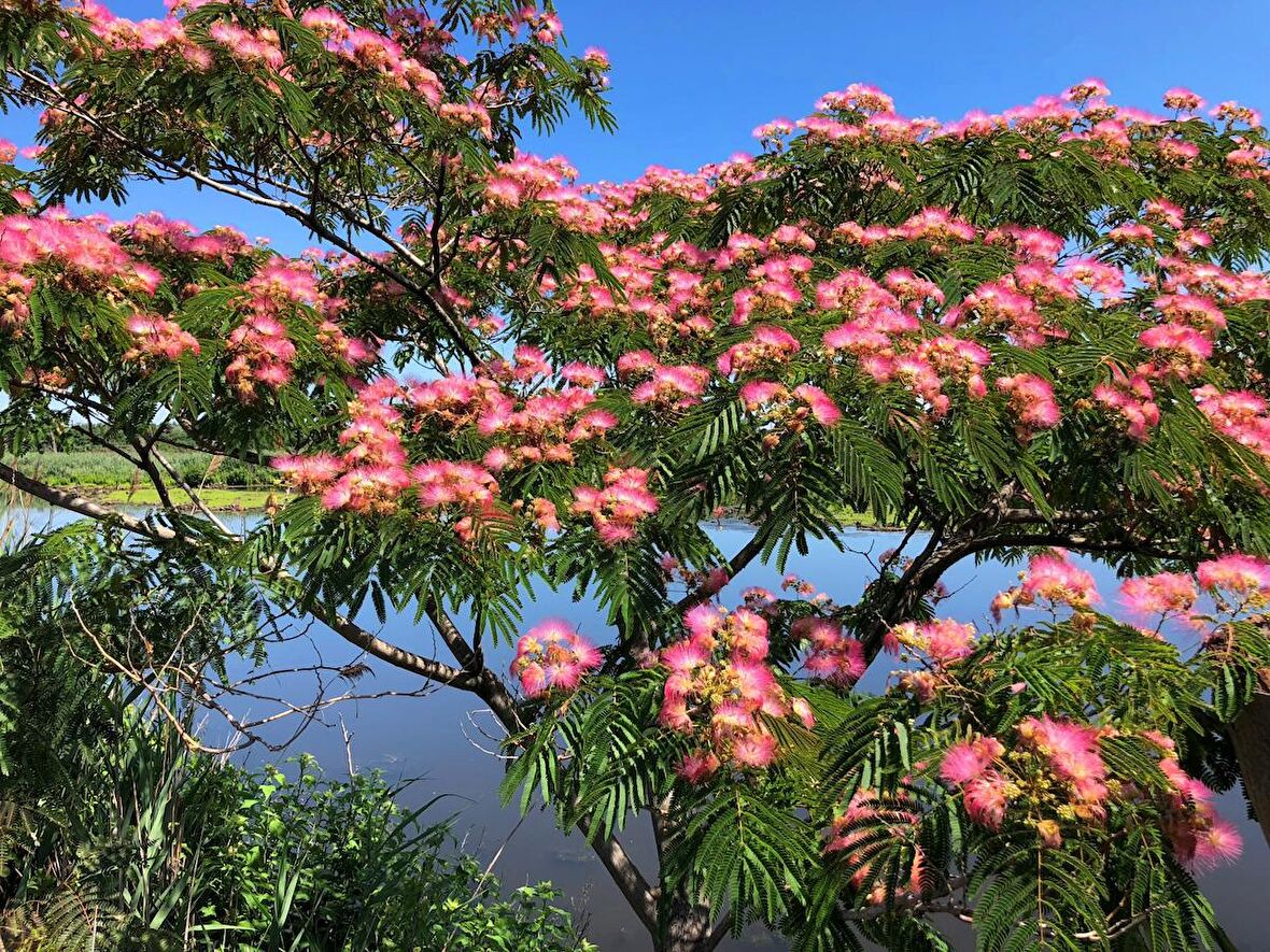GÜLİBRİŞİM FİDANI - İPEK AĞACI (Albizia Julibrissin)