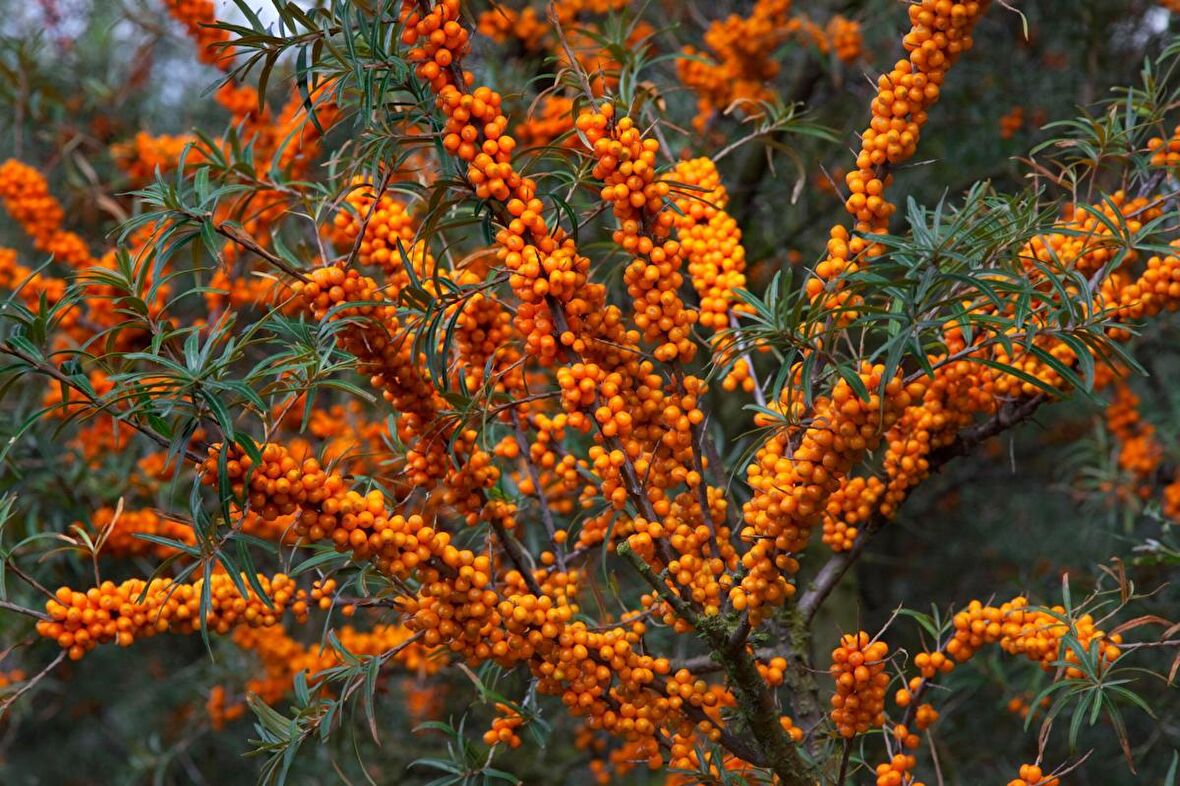 YALANCI(YABANİ) İĞDE FİDANI 3 ADET - HIPPOPHAE RHAMNOIDES