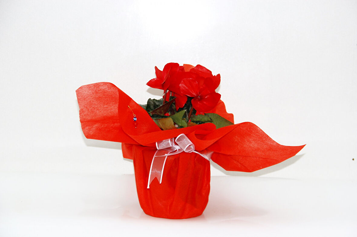 KIRMIZI SİKLAMEN ÇİÇEĞİ - YILBAŞI ÇİÇEĞİ HEDİYELİK