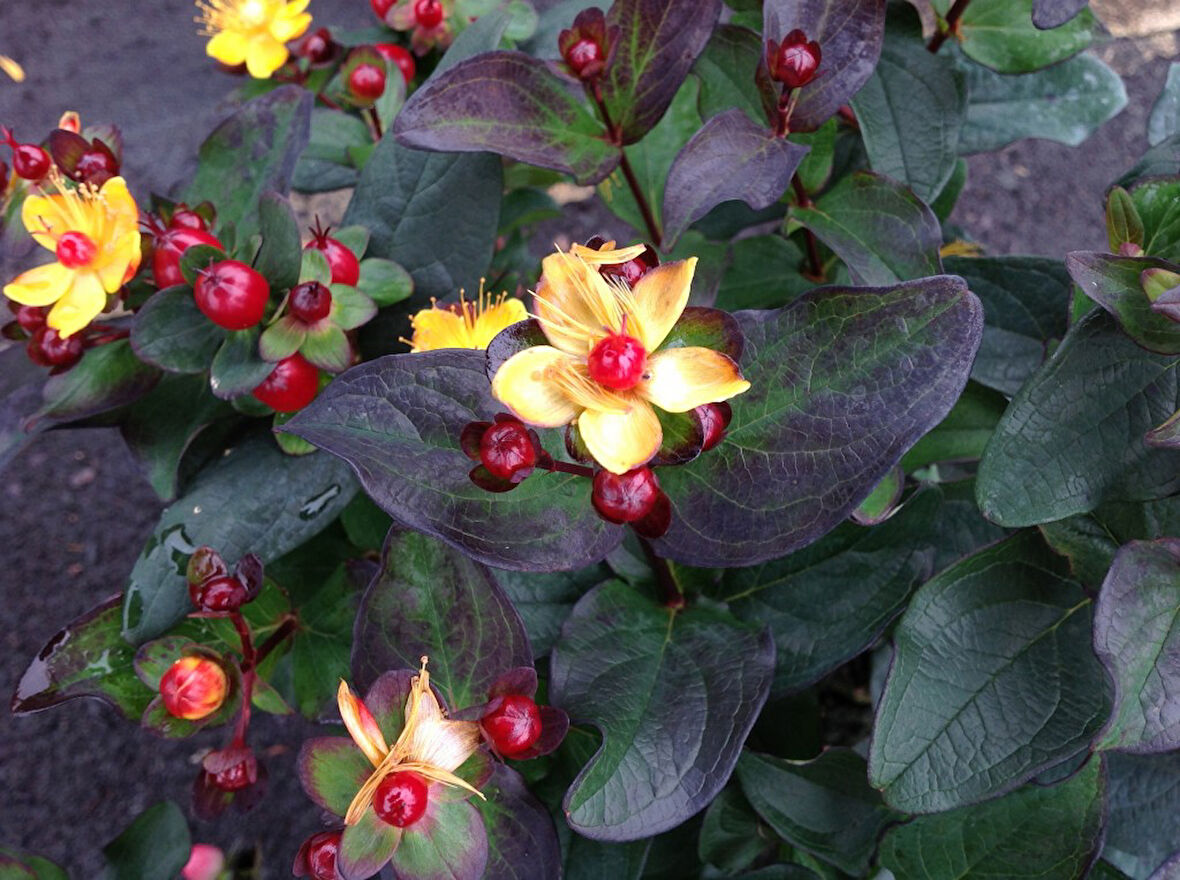 SİYAH KANTARON ÇALISI 10 ADET - Hypericum Inodorum Magical Black