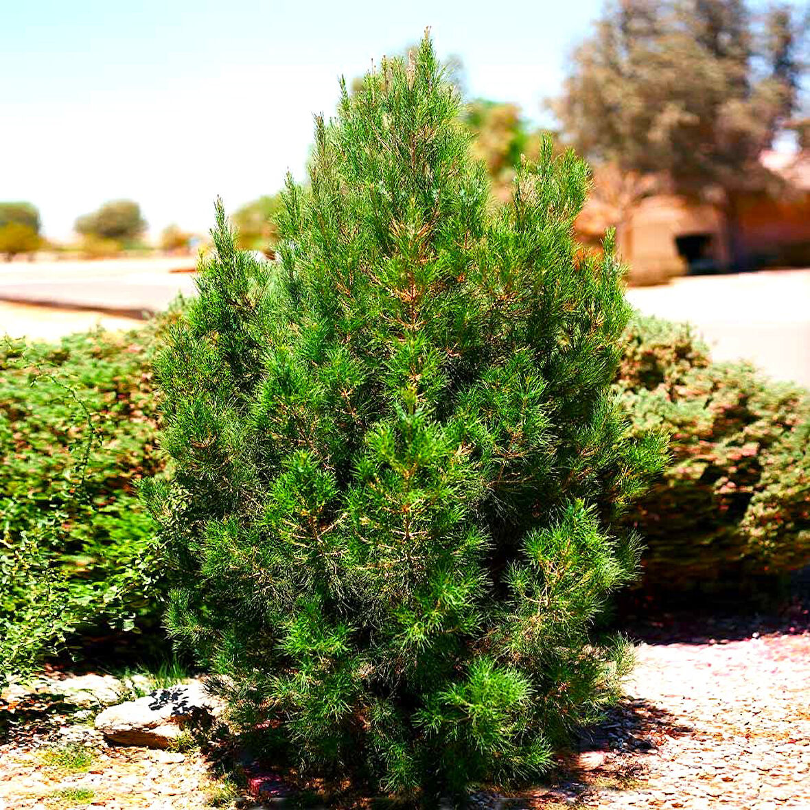 ELDER ÇAMI FİDANI - PİNUS ELDERİCA 30-40 CM