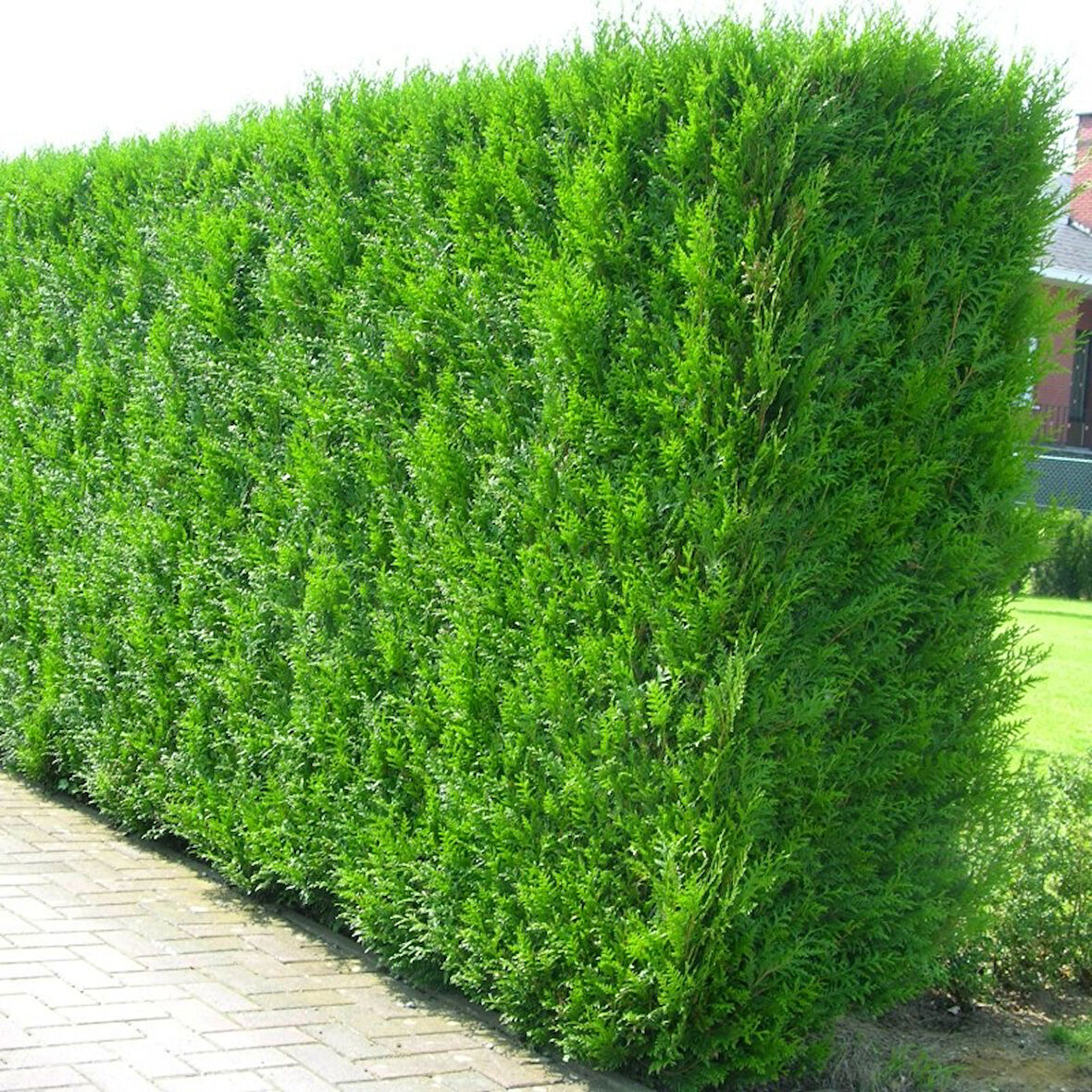 YEŞİL MAZI ÇİT BİTKİSİ 10 ADET 80-100 CM 4-5 YAŞ (Thuja Orientalis )