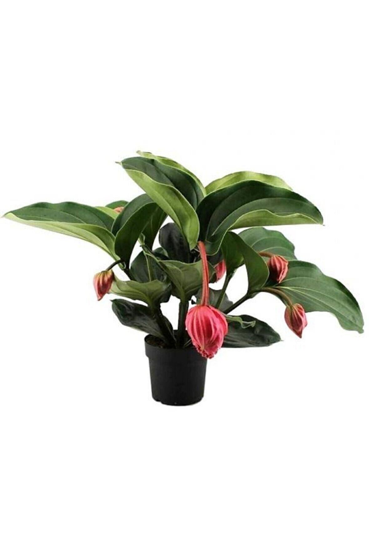 MEDİNE GÜLÜ ÇİÇEĞİ - Medinilla Magnifica HEDİYELİK EV BİTKİSİ