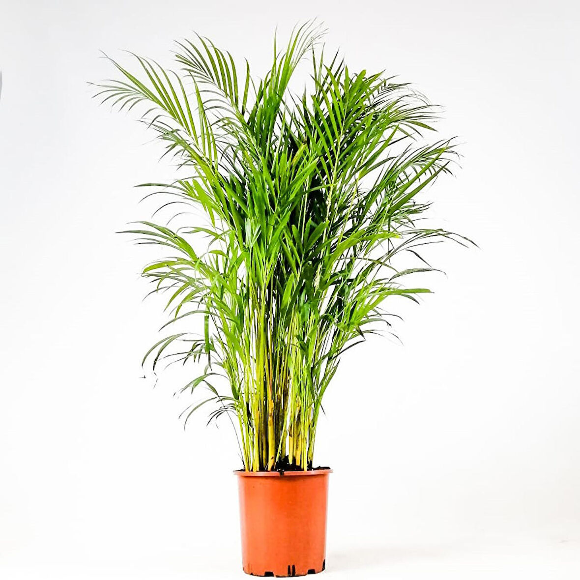AREKA PALMİYESİ 70-80 cm - HEDİYELİK SALON OFİS BİTKİSİ