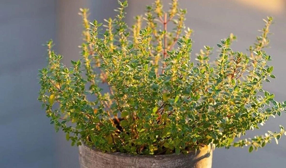 Yayılıcı Kekik (Thymus serpyllum) Fidanı -Aromatik ve Hızla Yayılan Yer Örtücü 1-2 yaş arası saksılı