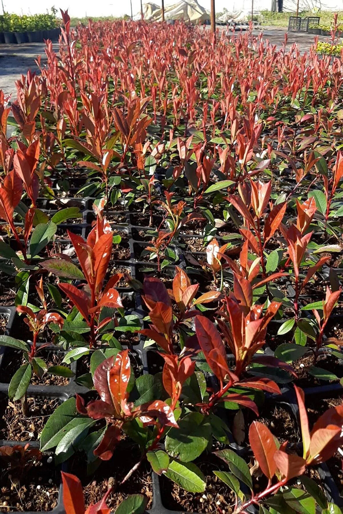 45'li Alev Ağacı Fidanı (Photinia x fraseri) - Çit Bitkisi, Kırmızı Yapraklı Çalı, Hızlı Büyüyen Bahçe Bitkisi 1 yaş 15-20 cm