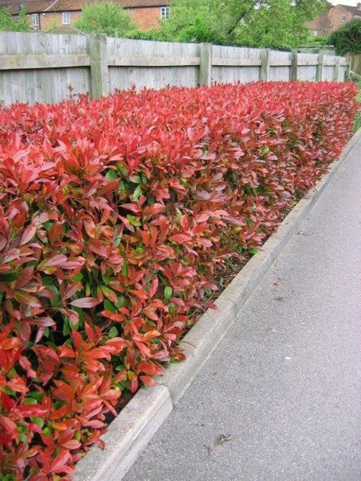 1Adet Alev Ağacı (Photinia fraseri) Fidanı - Gösterişli ve Sağlam Bahçe Çalı Bitkisi 2 yaş