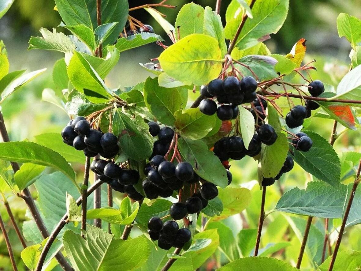 Viking Aronya Fidanı 2 Yaşında Tüplü [Aronia melanocarpa viking]