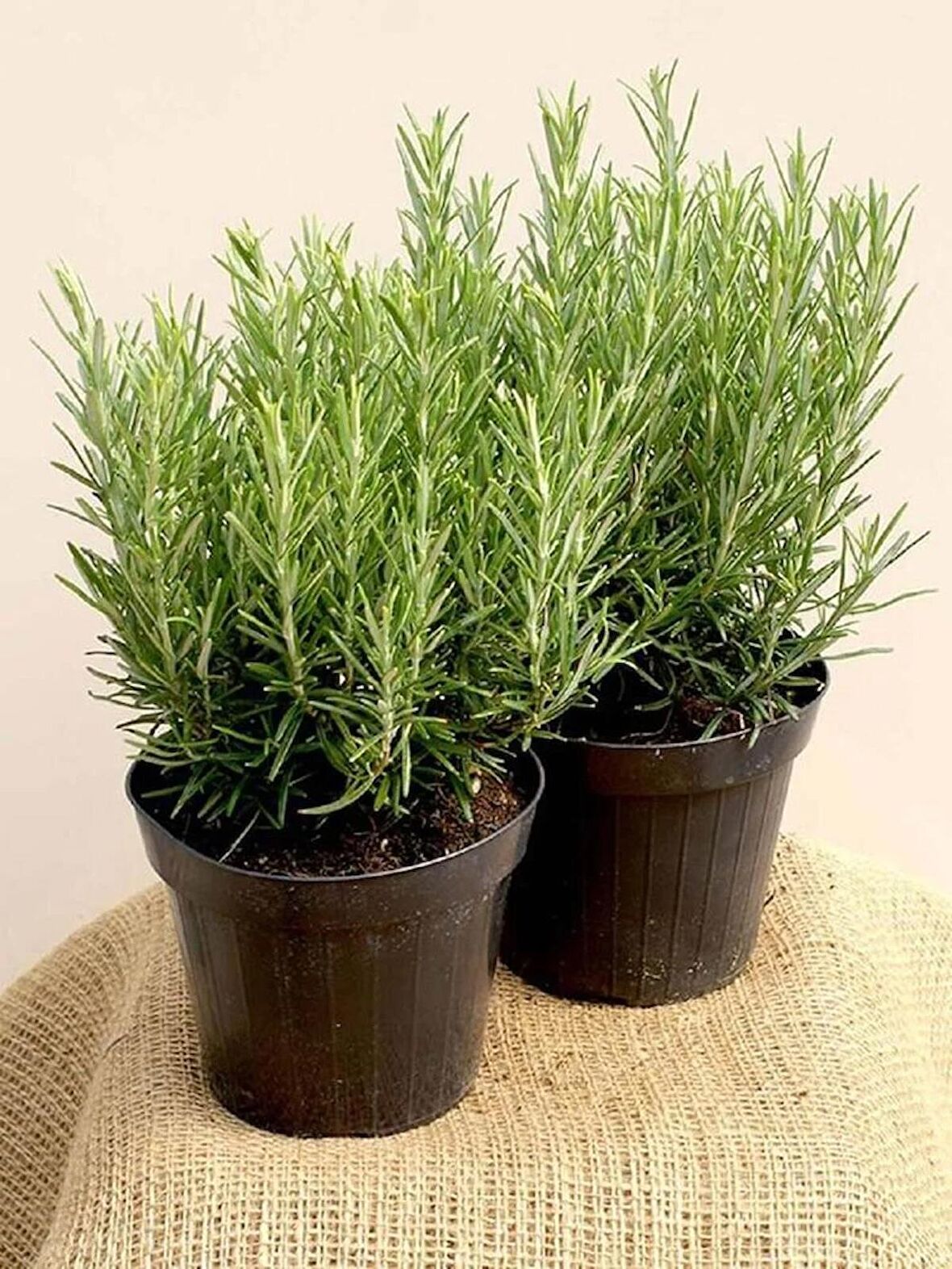 1 Adet Saksılı Biberiye (rosmarinus Officinalis)