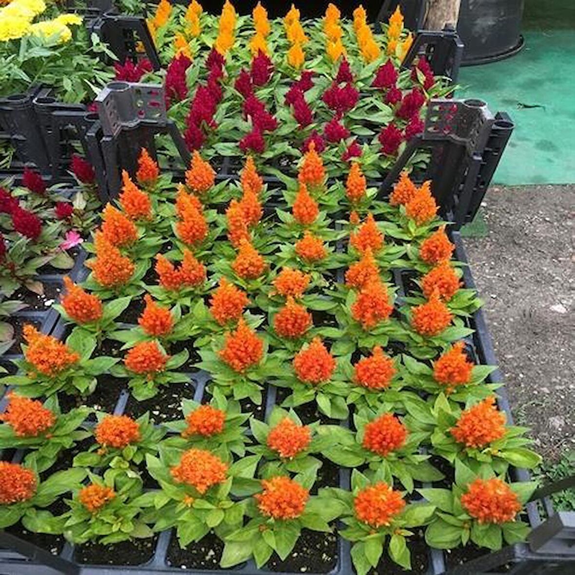 Celosia Horoz Ibiği Çiçeği Tohumu