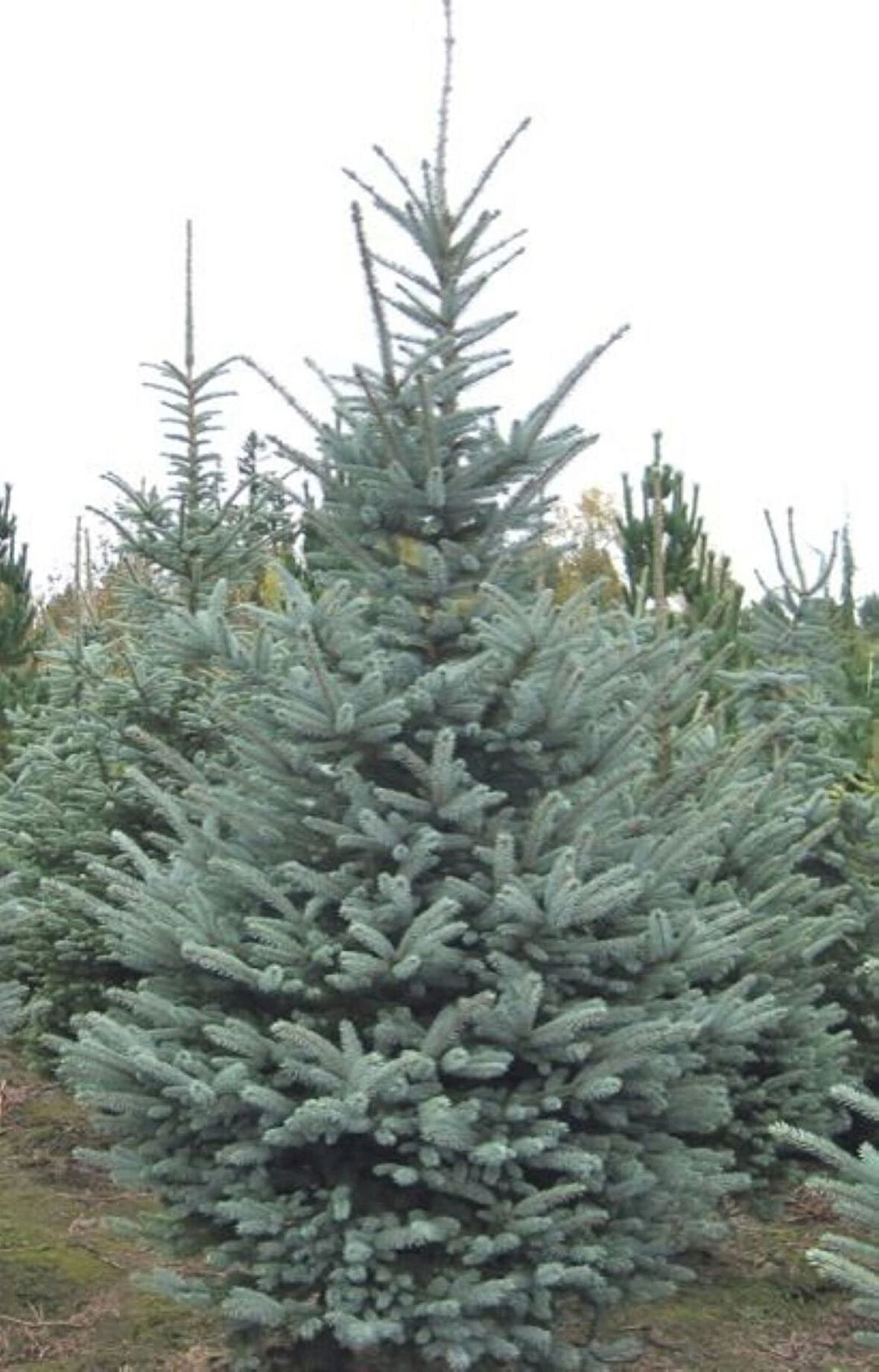 "40-50 cm Tüplü Mavi Ladin (Picea pungens 'Glauca') Fidanı - Bahçeniz İçin Zarif ve Dayanıklı"2 yaş