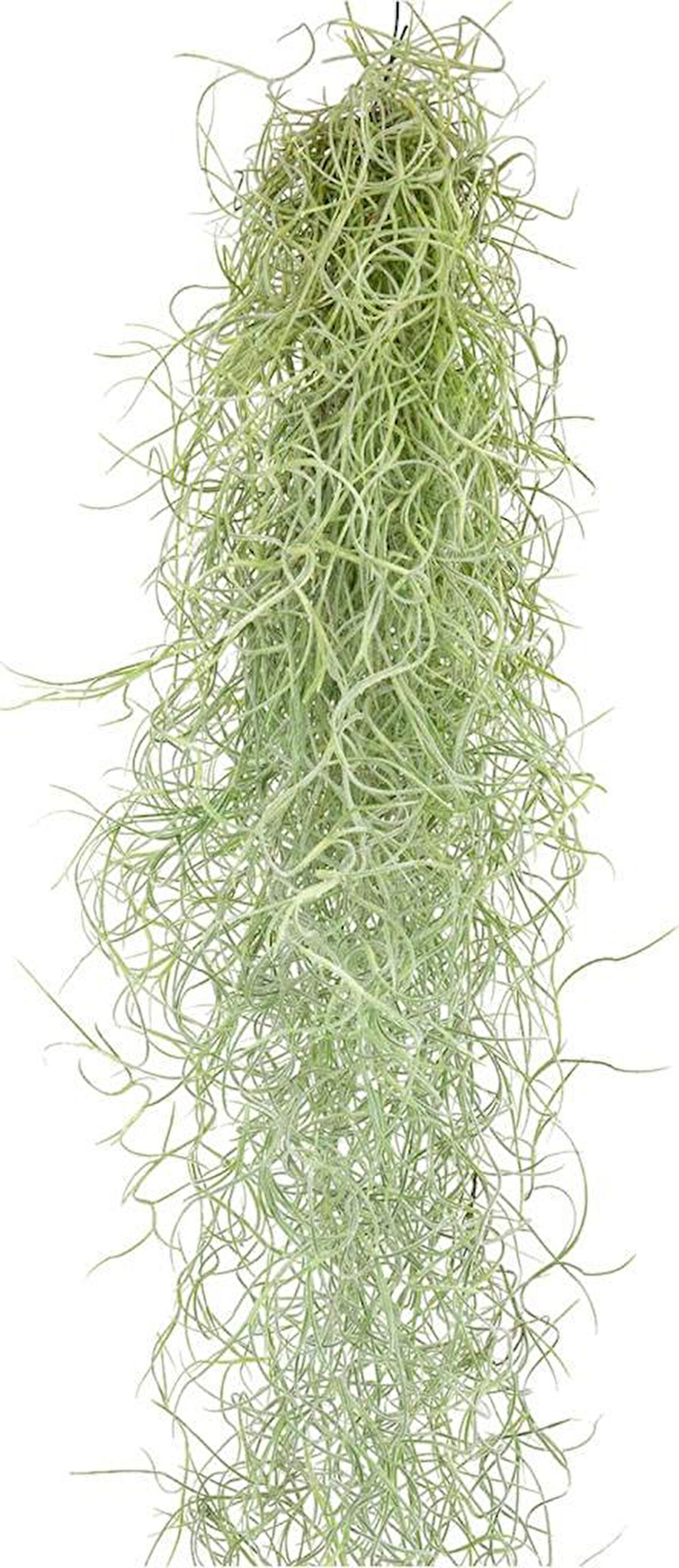 İspanyol Yosunu Tillandsia Usneoides Air Plant Büyük Boy