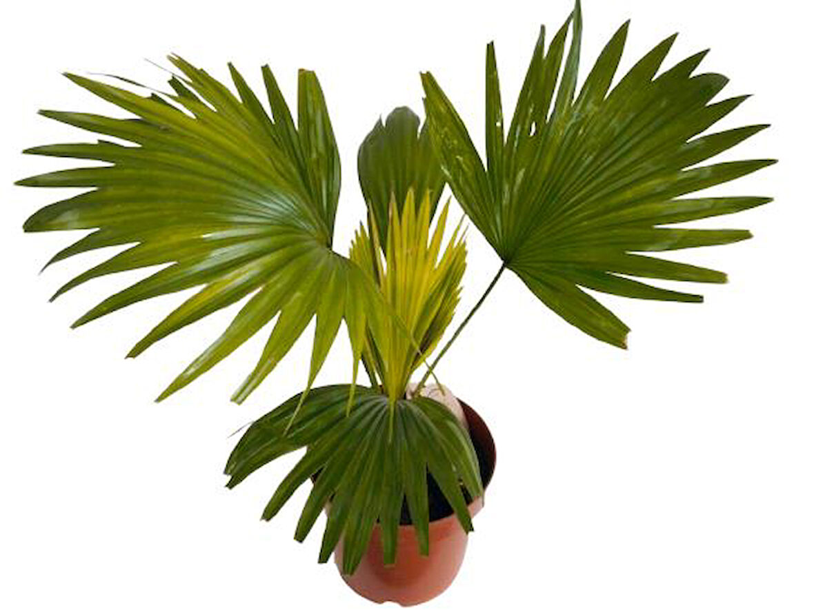 Livistona Rotundifol Ev Palmiyesi