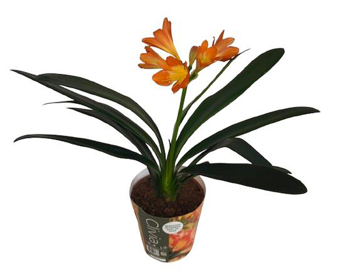 Clivia Miniata (Klivya Çiçeği) Çiçeksiz