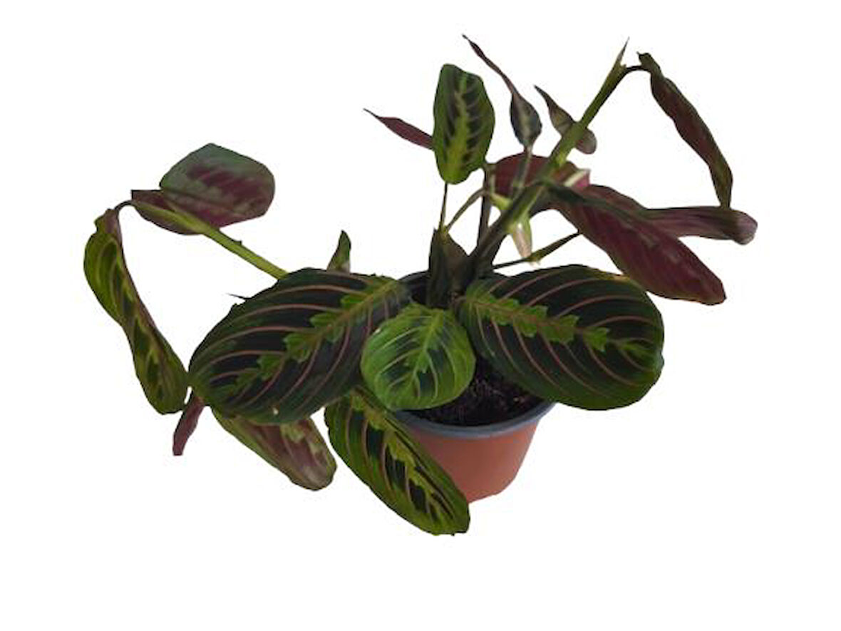 Kalatya Maranta - Calathea Marantha