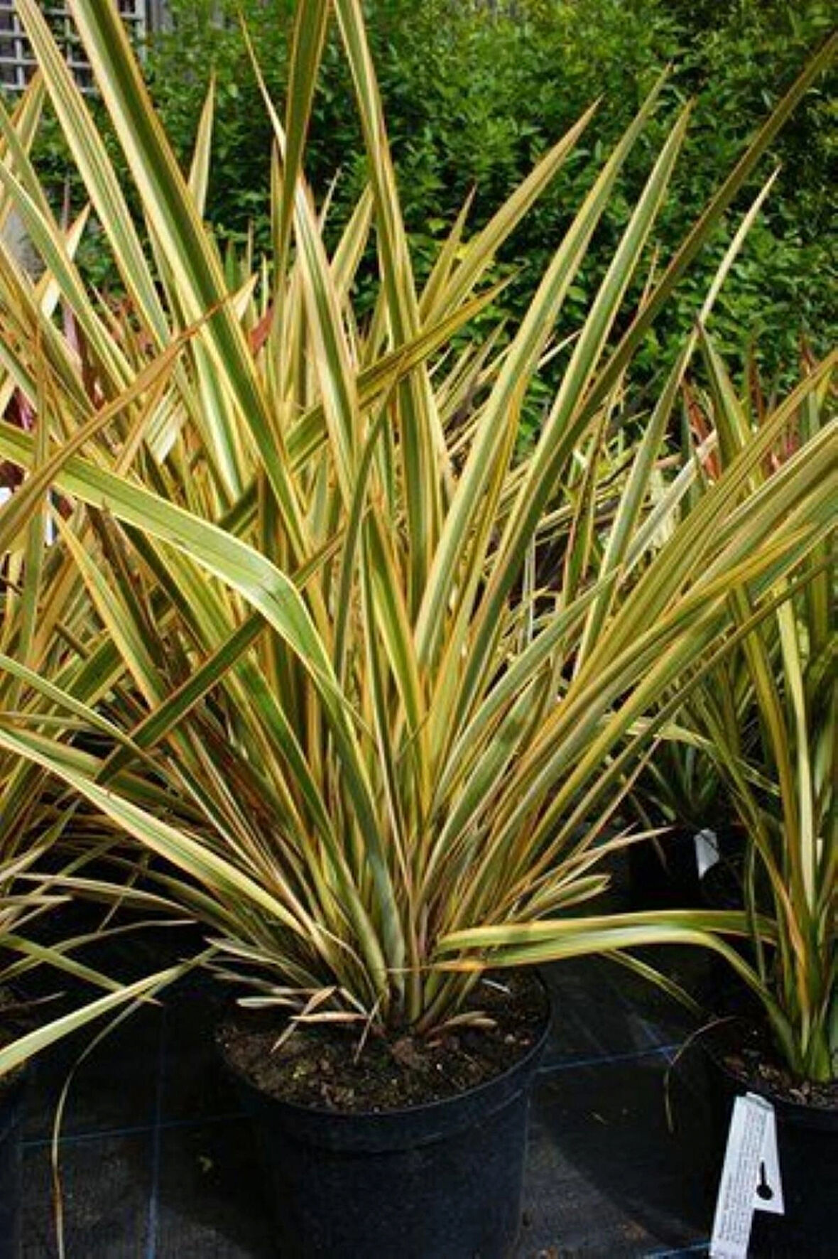 Alacalı [phormium tenax] fidanı 30-40 cm boy  1-2 yaş arası saksılı