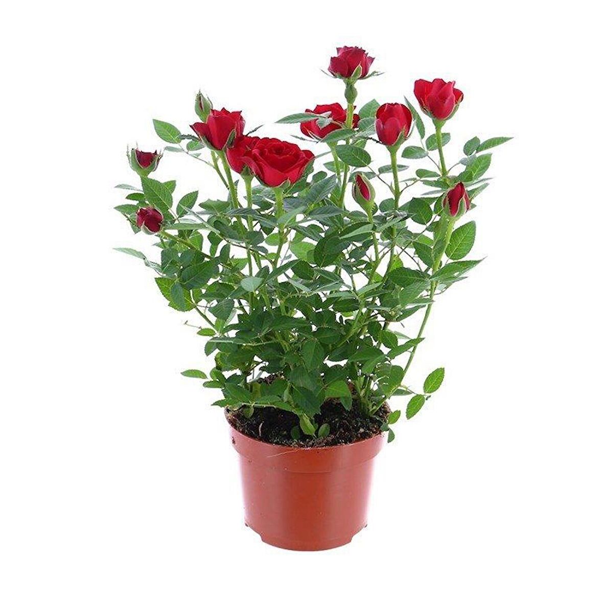 Yediveren Kırmızı Gül Fidanı 1 Adet 30-50 Cm Yediveren Red Rose N11.4271