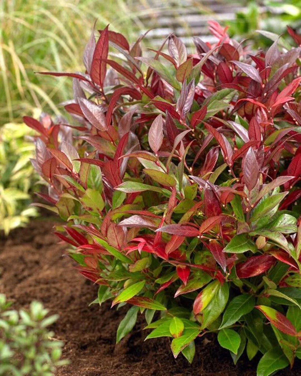 Bahçenize Renk Katın: Bodur Alev Çalısı Fidanı (Photinia x fraseri) 5 adet [2 yaş]