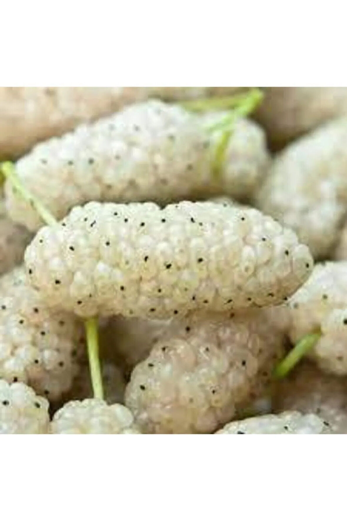 5 Adet Tohum Beyaz Dut Tohumu  Saksı Toprak Sürpriz  Tohum