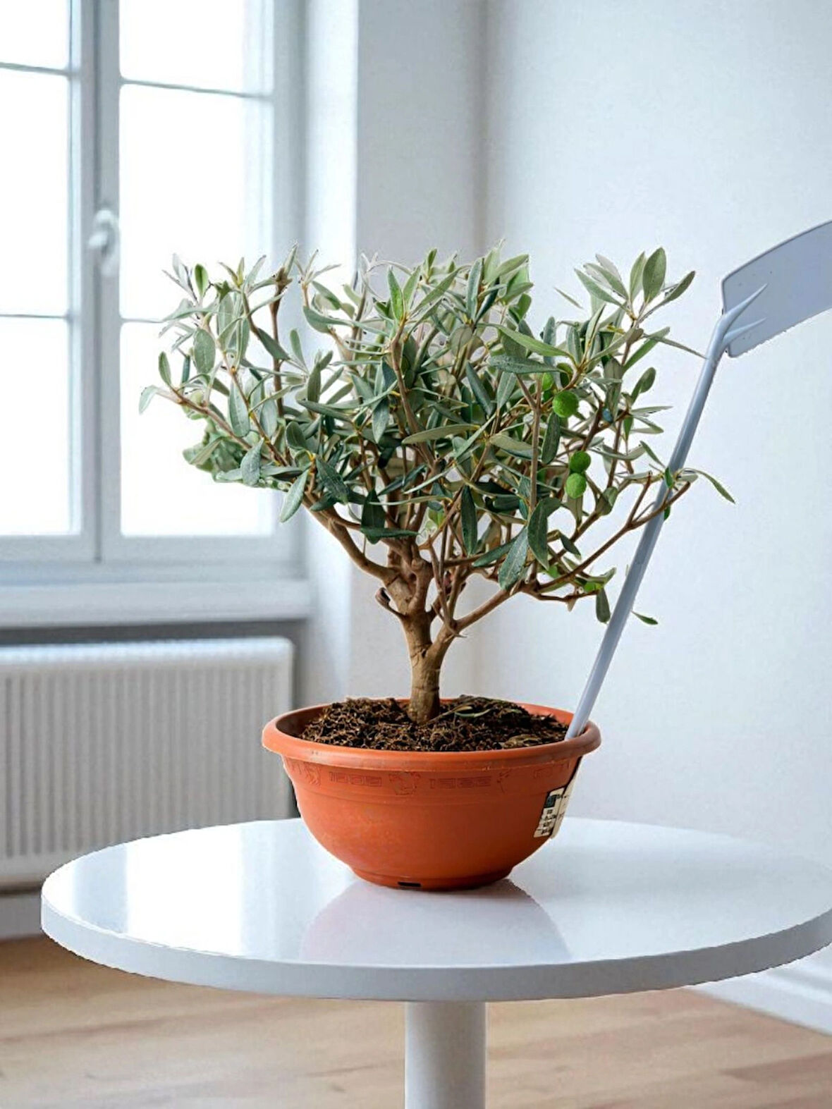BitkiTÜRK-9 Yaşında zeytin veren Bonsai 