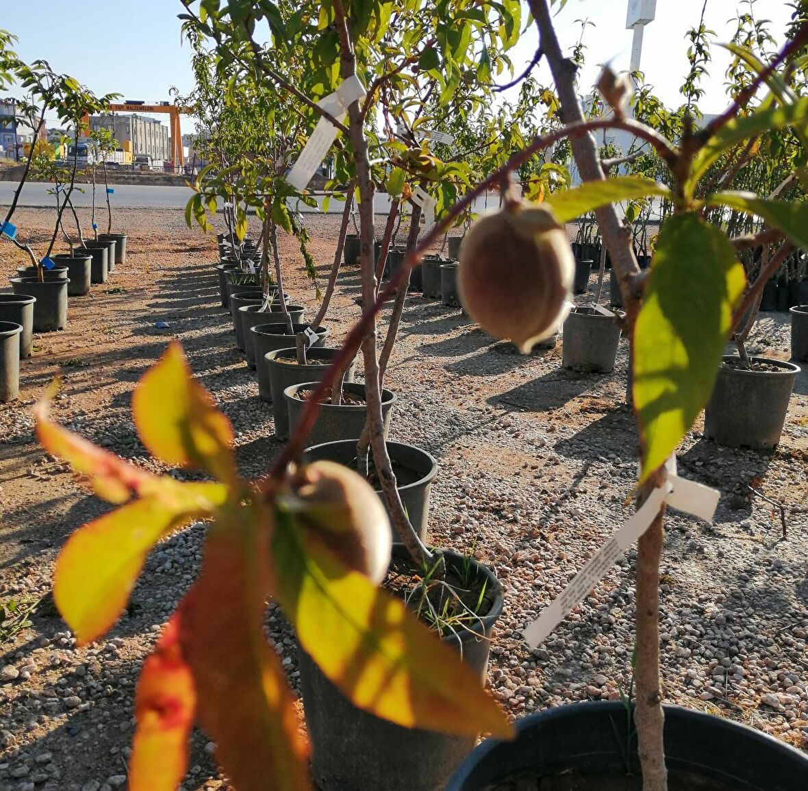 5 YAŞ SAKSILI BURSA YARMA ŞEFTALİ AĞACI