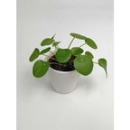 Baby Pilea