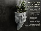 ACHILLES Skulent Saksısı